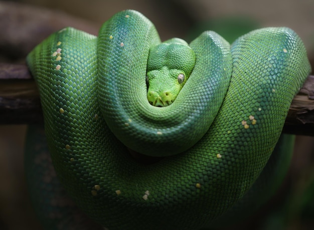 Green tree python