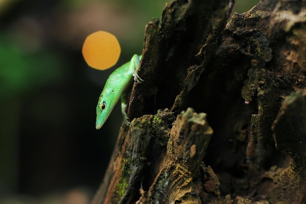 Green tree skink or emerald green skink is becoming more\
popular in the exotic pet trade