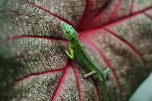 Green tree skink or emerald green skink is becoming more\
popular in the exotic pet trade