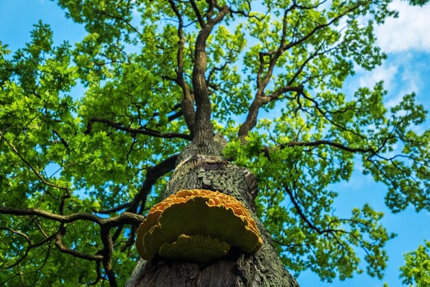 Green tree and sky Summer forest