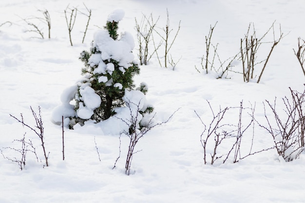 Green tree in the snow in sunny weather