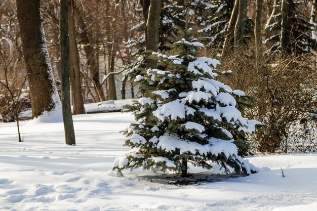 Green tree in the snow in sunny weather