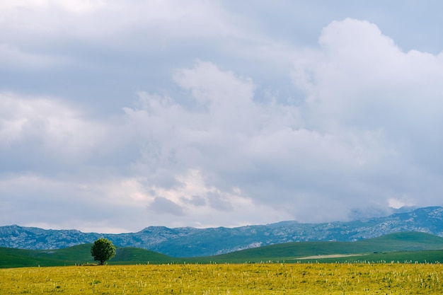 Green tree in a valley with mountains in the background in durmitor national park