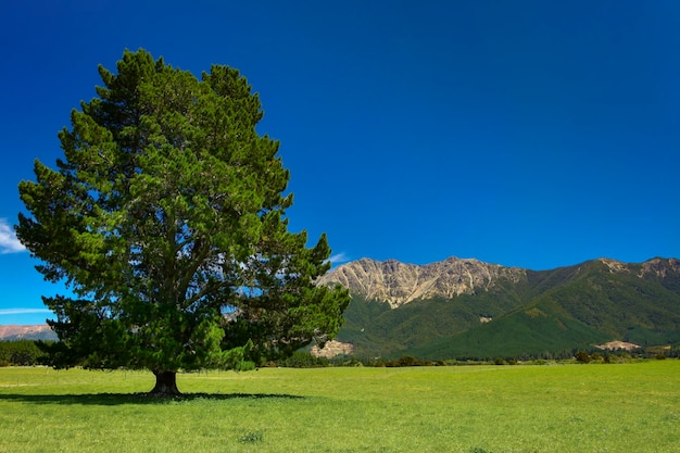 Photo green tree view new zealand