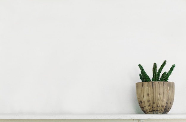Photo green tree on a white background
