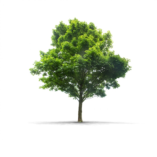 Green tree on white 