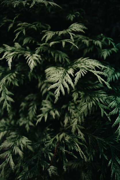 a green tree with a dark background with a dark background