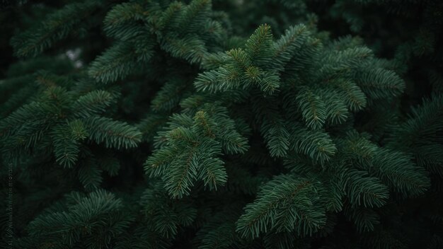 a green tree with needles that are covered in snow