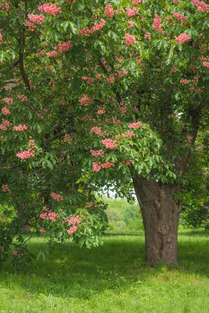 Green tree with red flowers spring blooming garden