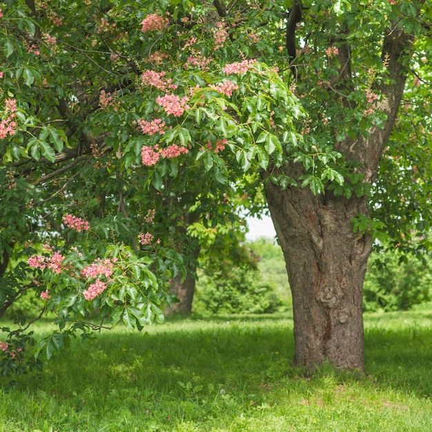 Green tree with red flowers spring blooming garden