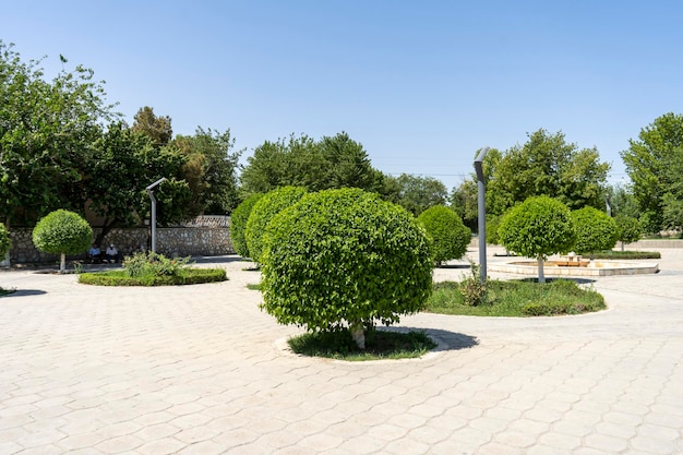 A green tree with shaped leaves