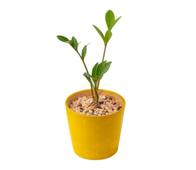 Green tree in yellow flowerpot isolated on white background.