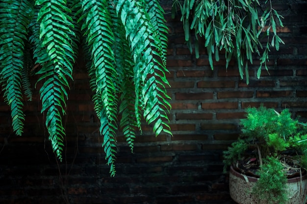 The green trees against walls.