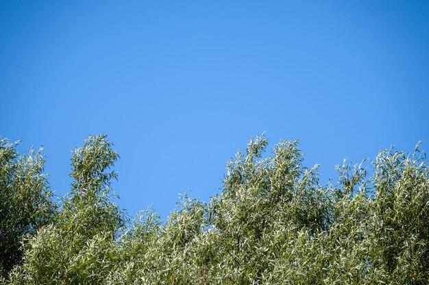 Green trees on a blue sky background