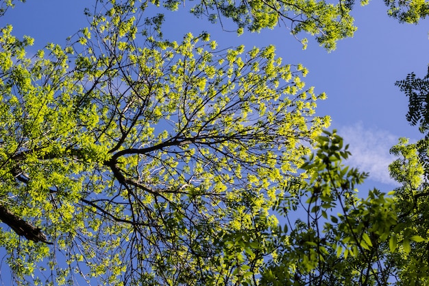 Green trees over bluw sky background