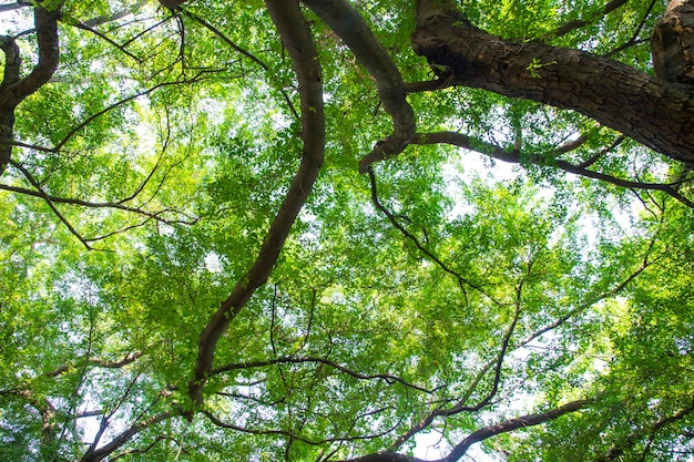 Green trees branches and foliage in the forest may be used as a\
background wallpaper