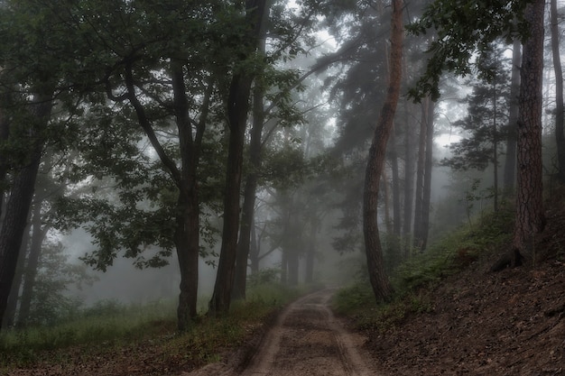 Green trees in the fog