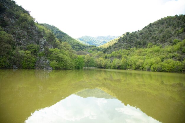 Green trees in forest and lake