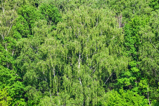 Green trees in forest in sunny summer day