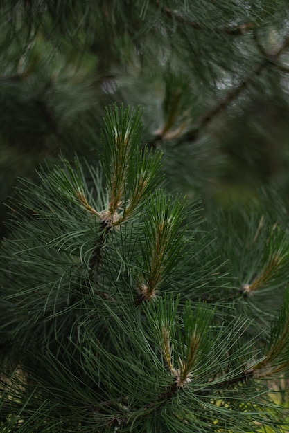 Photo green trees in the forest