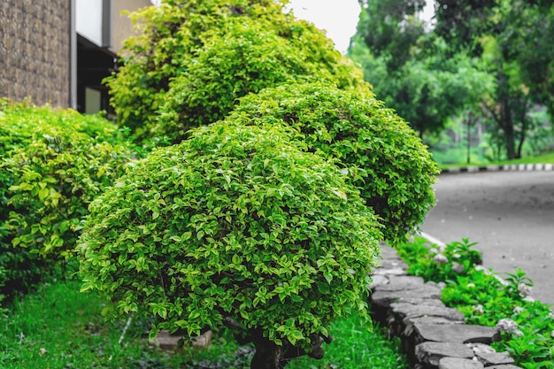 Green trees in the garden with natural colors