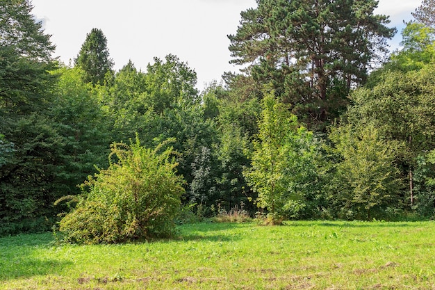 Green trees and grass Large glade in autumn day