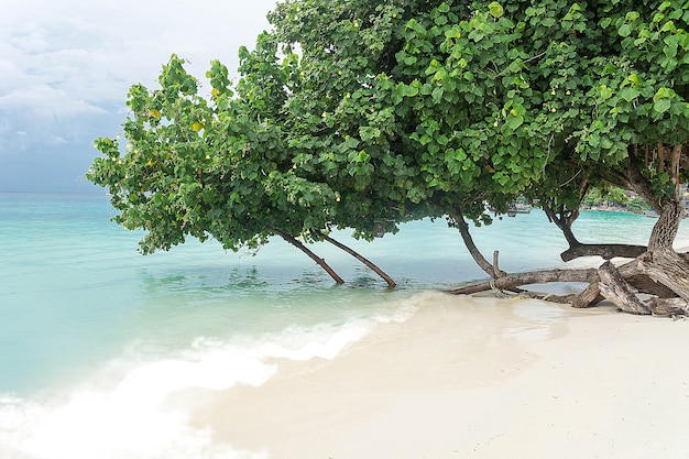 Green Trees Grow On White Sandy Beach