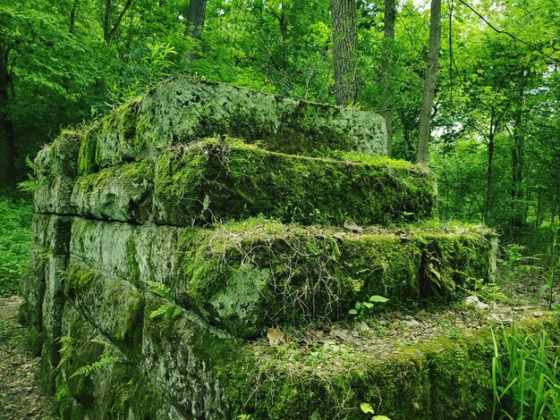 Green trees growing in forest