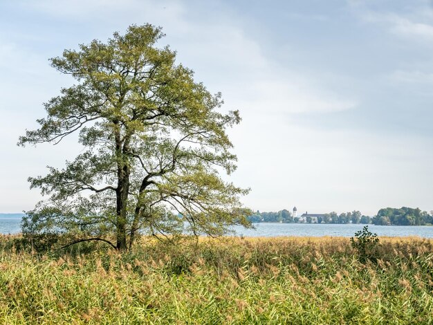 Green trees in Herrenchiemsee palace park