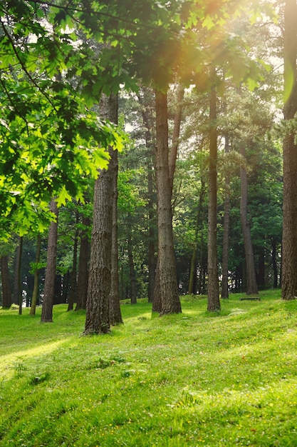 写真 自然の山の秋の緑の木々