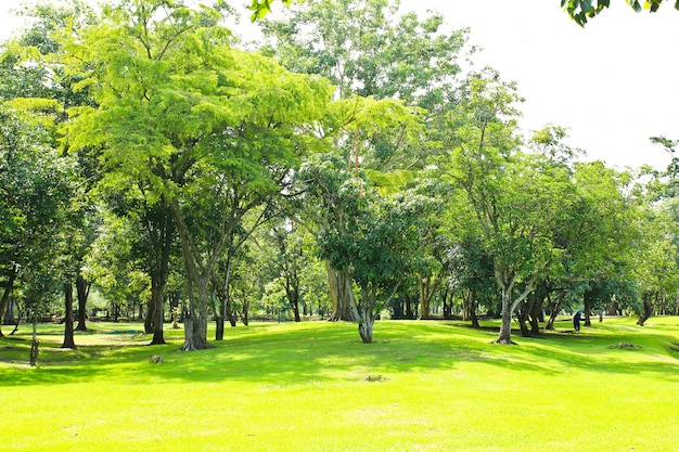 Фото Зеленые деревья в парке