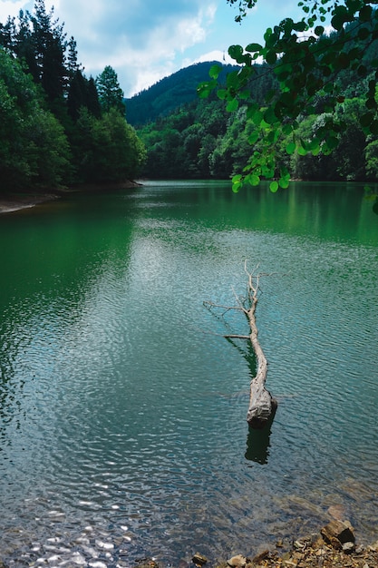 秋の自然の中で湖の緑の木々