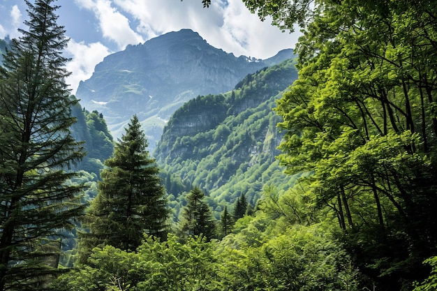 Green trees over the mountain