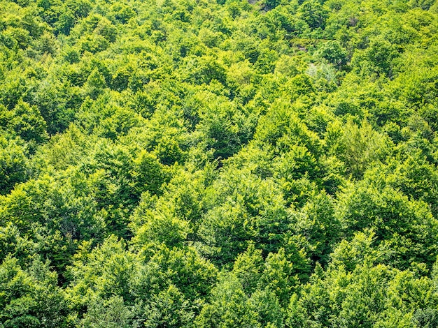 Green trees nature background