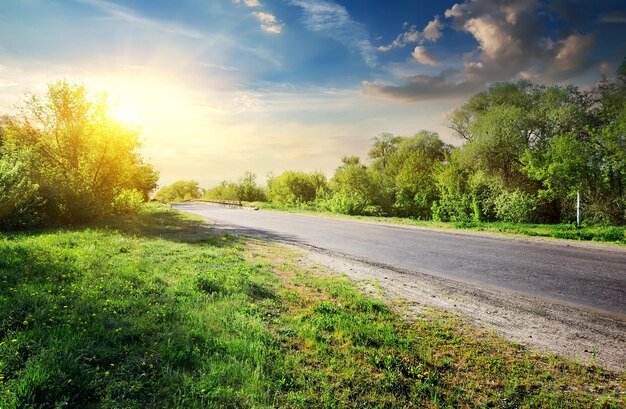 Green trees near asphalted road in sunny day