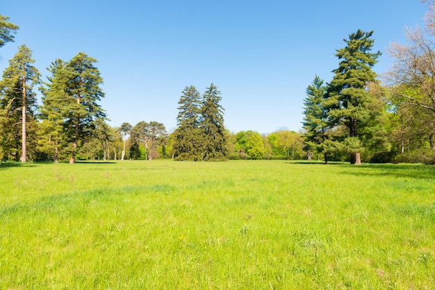 Green trees in park and blue sky