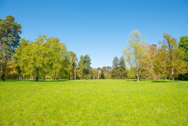 Green trees in park and blue sky