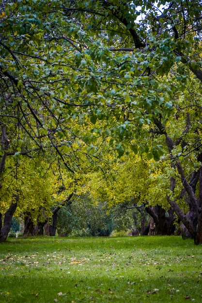 Photo green trees in the park