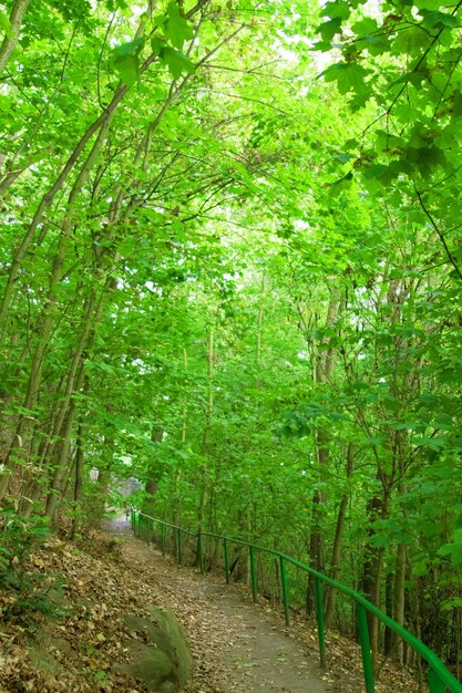 Green trees pathway and fence