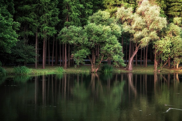 Green trees reflected in water in park