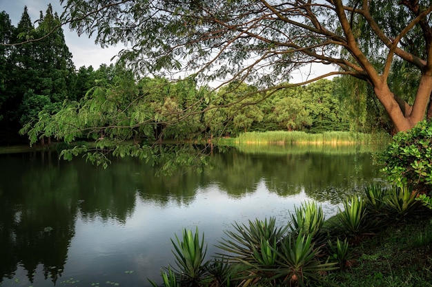 Green trees reflected in water in park