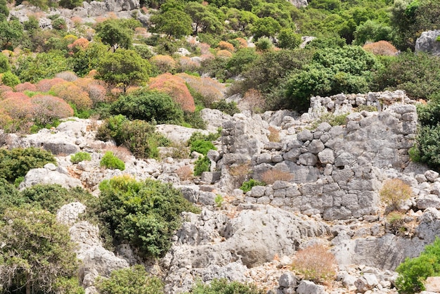 Green trees on a rocky coast