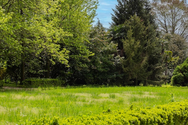 Alberi verdi in un parco primaverile in una giornata di sole