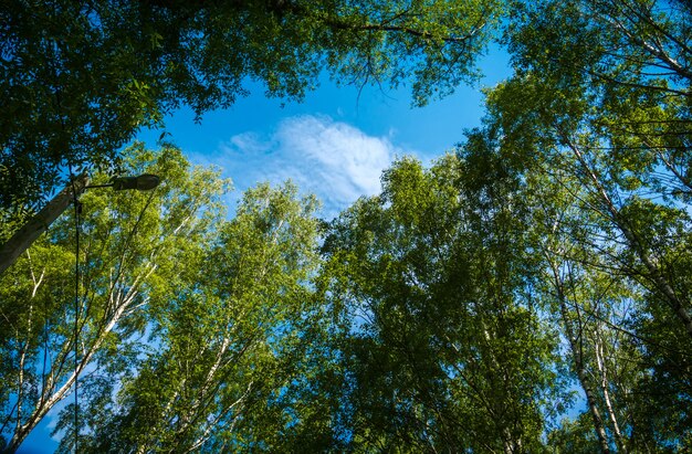 夏の公園の緑の木