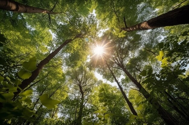 緑の木は森の頂上青い空と葉の中に輝く太陽の光は下の景色です