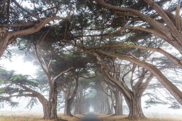 Green trees tunnel.