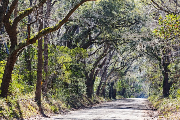 Green trees tunnel.