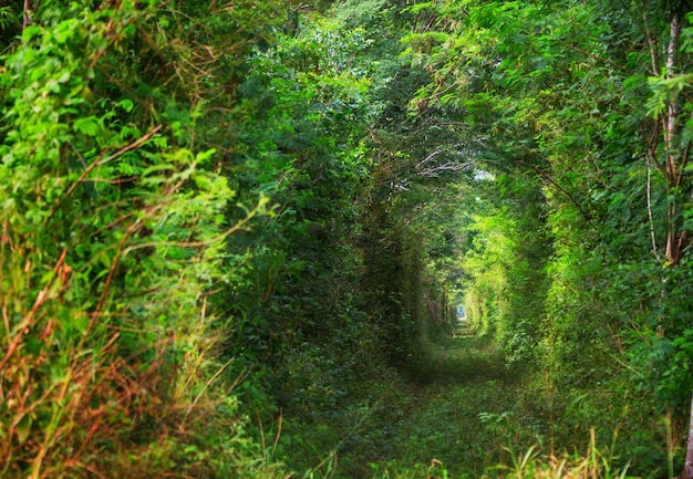 Green trees tunnel.