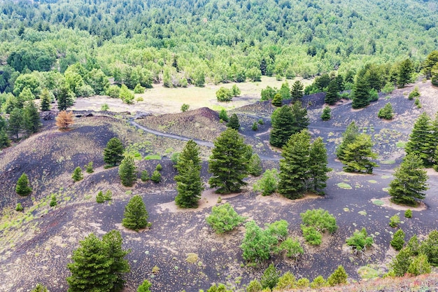 Green trees on volcanic earth on slope of etna