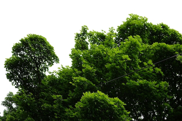 Green trees